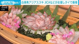 白身魚アジアスズキ　JICAなどが支援しタイで養殖(2023年12月14日)