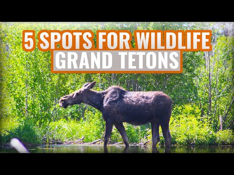 Video: Lezení Na Grand Teton Za 1 Den - Síť Matador