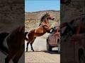 Wild Horses Save Lives! Tense Moments in the Desert"😱 #animals #rescue #wildlife #horse #dangerous