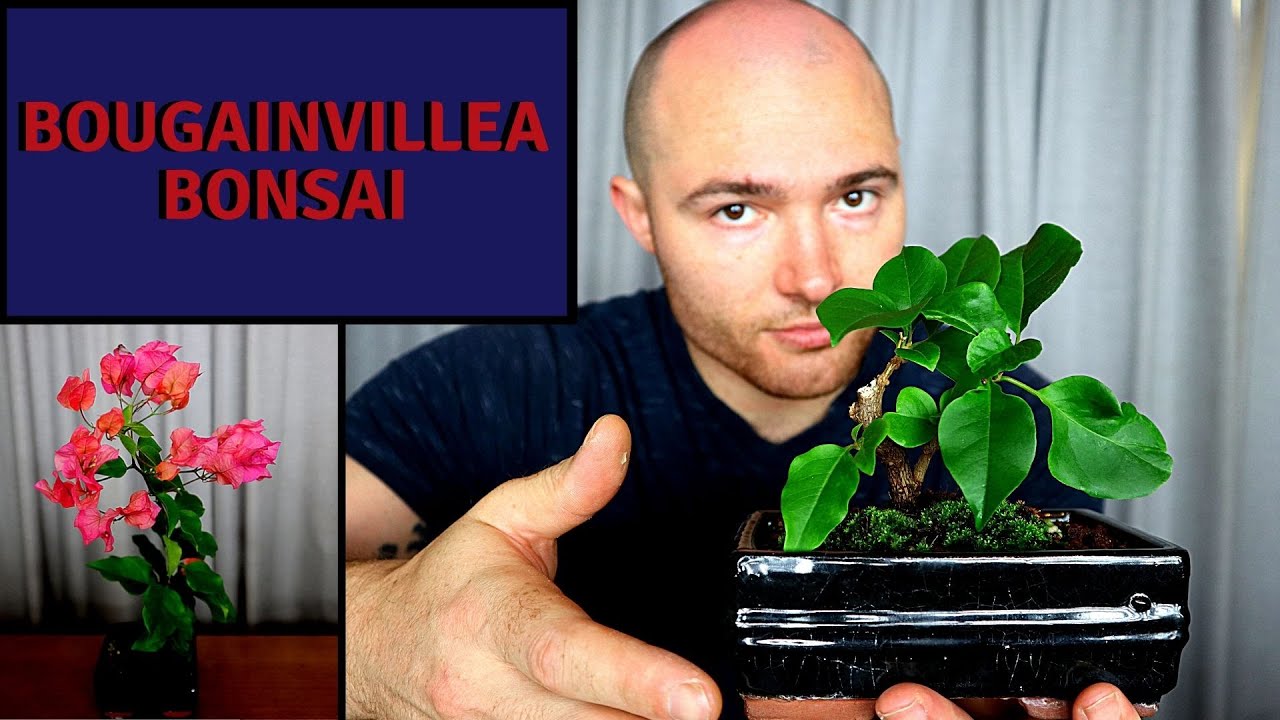 Making Bougainvillea Bonsai Hard Pruning and Root Pruning Bougainvillea Bonsai YouTube