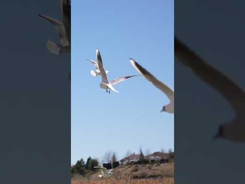 Baharın en çok yakıştığı yerden, Mogan’dan herkese merhaba! 🌸