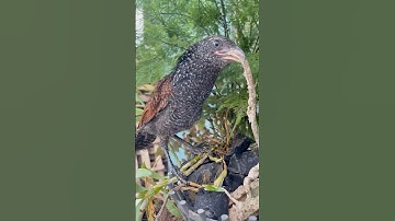 Bìm bịp - chim bìm bịp là khắc tinh của rắn phần 3 #bìmbịp #snake #rắnhổhành #shorts