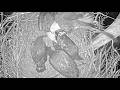 USS Bald eagle Cams on 5-31-26 @ 21:27 Irvin brings a fish in Stella tries to take the fish