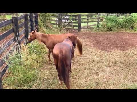 Inseminacion natural yegua preparada para el apareamiento.caballo semental primera cita heat mare