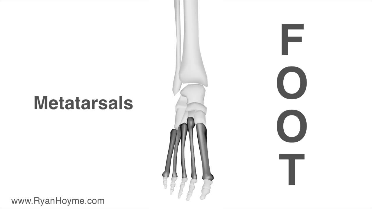 Know Your Foot Bones - YouTube