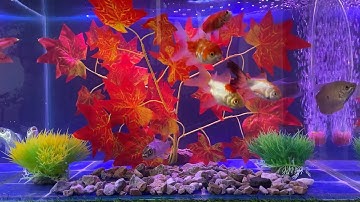 Tổng Hợp Video Động Vật Đầy Màu Sắc,Hoa,Cây,Cá Da Trơn,Cá Koi,Cá Cắt Kéo,Cá Cánh Buồm,Cá Lóc Bông