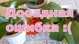 видео Вянут цветы орхидей. Каковы причины?