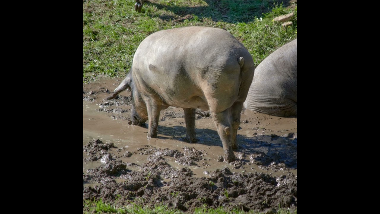 Cotizaciones a 19 de febrero de 2026 de la mesa de porcino ibérico de Córdoba