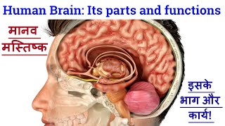 Human Brain: Its parts and functions| मानव मस्तिष्क: इसके भाग और कार्य