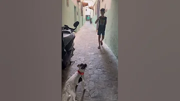 عساسة عليه فباب د دار Bulldog Dog Tetouan Tangier Rabat Spain اكسبلور ضحك 