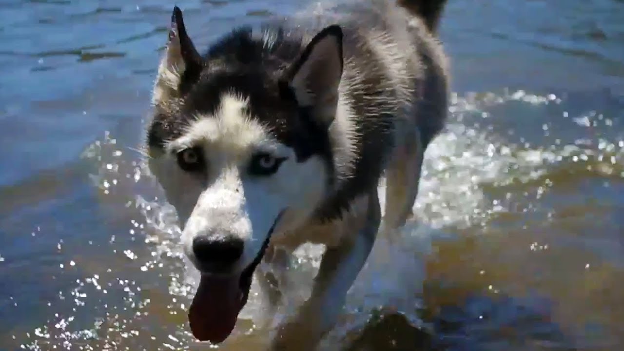 puppy paradise Beautiful Husky Goes for a Swim | The Daily Puppy