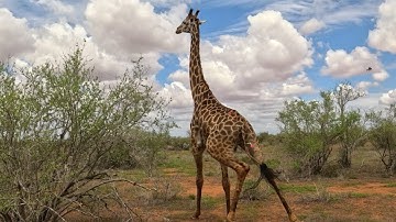 Rapid Mission to Save a Giraffe From a Poacher