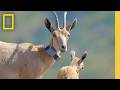 Conservation Efforts in Souda Peaks
