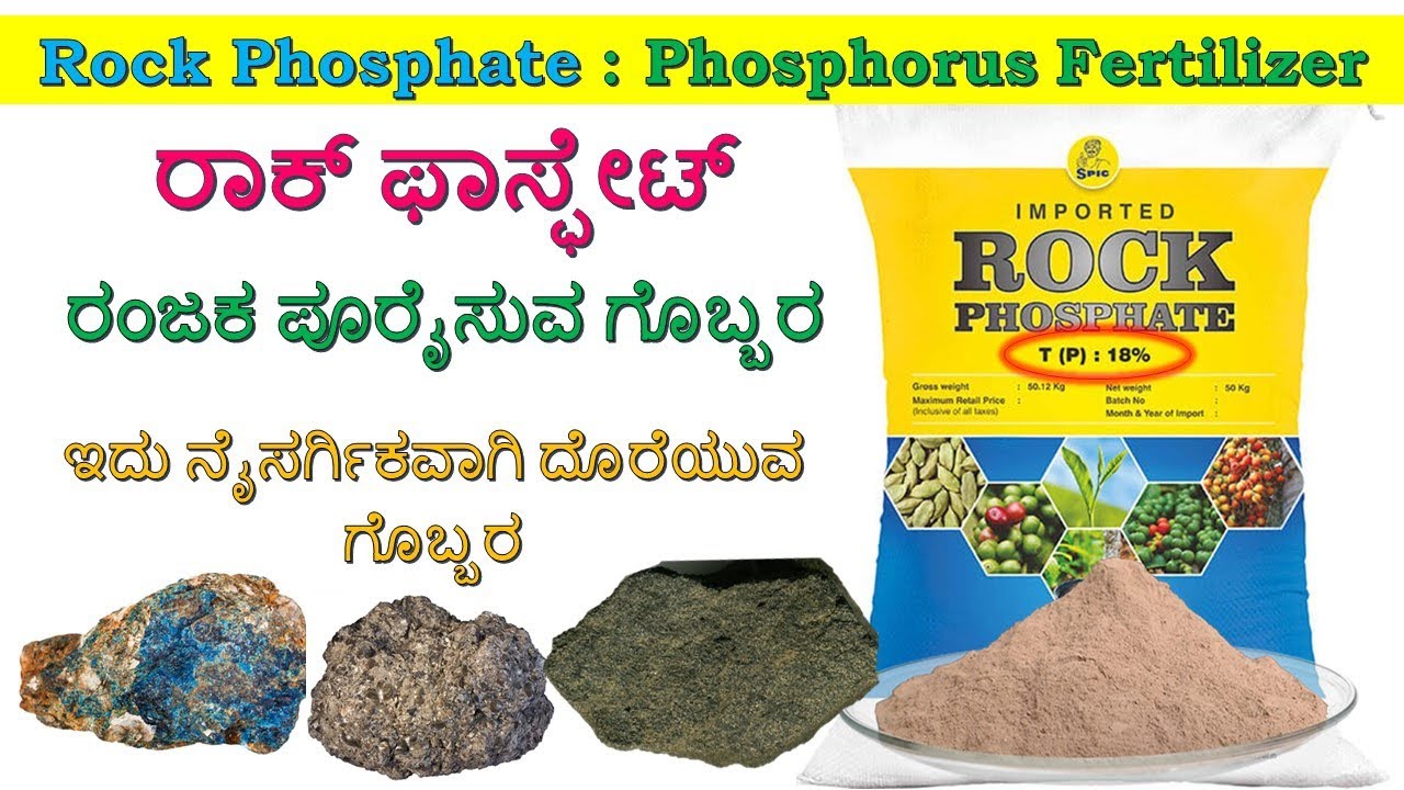 Phosphorus Fertilizer Rock Phosphate Fertilizer And Its Uses phosphorus-fertilizer-rock-phosphate-fertilizer-and-its-uses