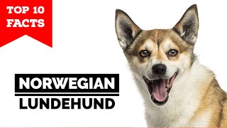 Norwegian Lundehund  Top 10 Facts