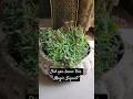 Magic Liquid for Growing Dianthus Plant | How to Get Flowers on Dianthus #plants #garden