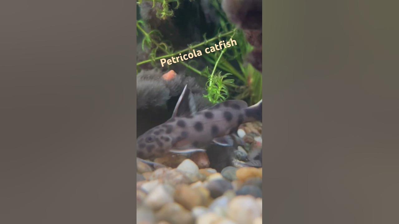 petricola-catfish-in-a-90-litre-fish-tank-aquarium-fish-nature