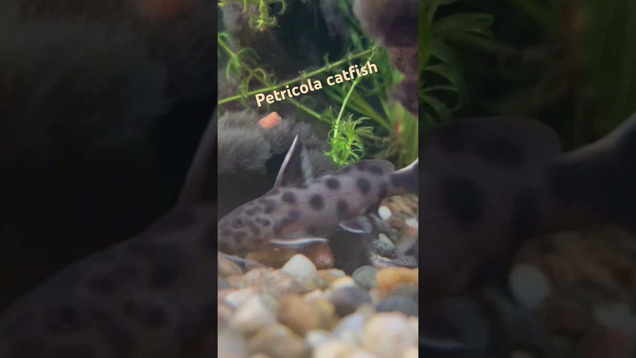 Petricola Catfish In A 90 Litre Fish Tank aquarium fish nature Petricola Catfish In A 90 Litre Fish Tank aquarium fish nature