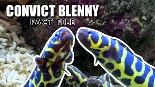 Convict Blenny Facts: the ENGINEER GOBY 🐟 Animal Fact Files