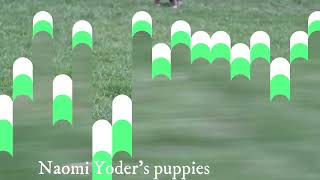 Naomi Yoder's Aussie Puppies by Mt Hope Puppies 74 views 7 days ago 1 minute, 28 seconds