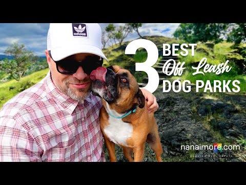 वीडियो: ऑरलैंडो क्षेत्र में कुत्ते के अनुकूल ऑफ-लीश पार्क