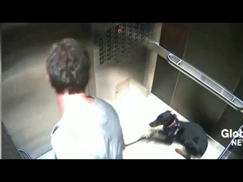 Dog abuse caught on elevator surveillance