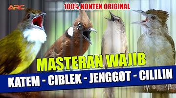 MASTERAN KAPAS TEMBAK - CIBLEK - CUCAK JENGGOT - CILILIN