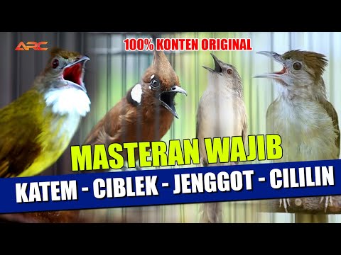 MASTERAN CUCAK JENGGOT - CILILIN - KAPAS TEMBAK