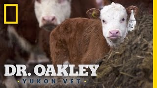 Go Forth And Gestate Dr. Oakley, Yukon Vet