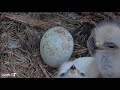 Cornell Lab  Red-tailed Hawks- Myszołowy rdzawosterne- Karmienia maluszków🐥🌹🍀🐥🌹🍀🥚🍀🌹🥚🍀🌹27/04/2024