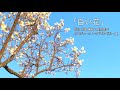 【改訂版】マドモアゼル・愛の「白い花」 作詞作曲 尾飛良幸 歌  藤野櫻子