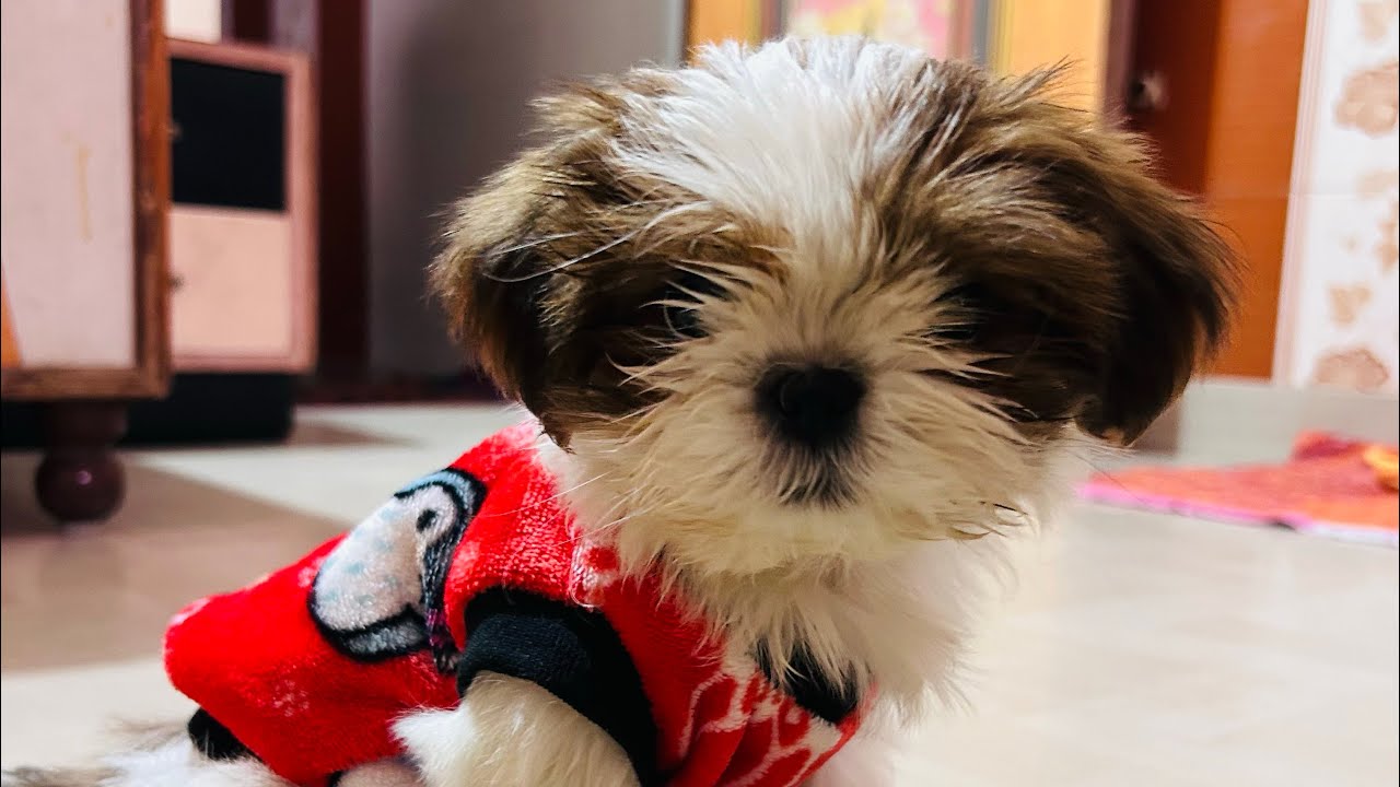  “Padhai chhod ke Coco ko khilane aa gaye 😆🐾”