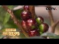 《田间示范秀》长在树干上的“葡萄” 20200219 | CCTV农业