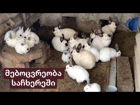 მებოცვრეობა საჩხერეში / მარტის თვე