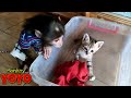 YoYO JR plays with poor kitten