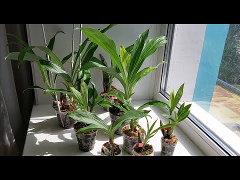 Видео: Что такое орхидея Катасетум - Уход за орхидеей Катасетум