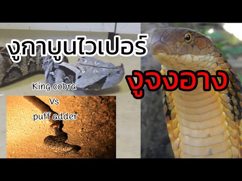 งูกาบูนไวเปอร์ ปะทะ งูจงอาง (Gaboon Viper) VS King Cobra อยู่คนละฟากจะเจอกันได้ไหม : สารคดีเสียงหล่อ
