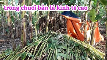 Chia sẻ trồng chuối Hột, bán lá, với hoa chuối bao tử, kinh tế cao