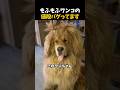 【衝撃】2億円の価値がある番犬🐾