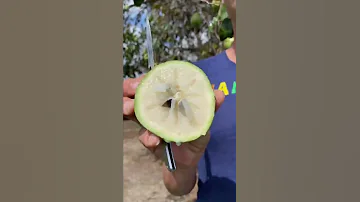 Green Star Apple
