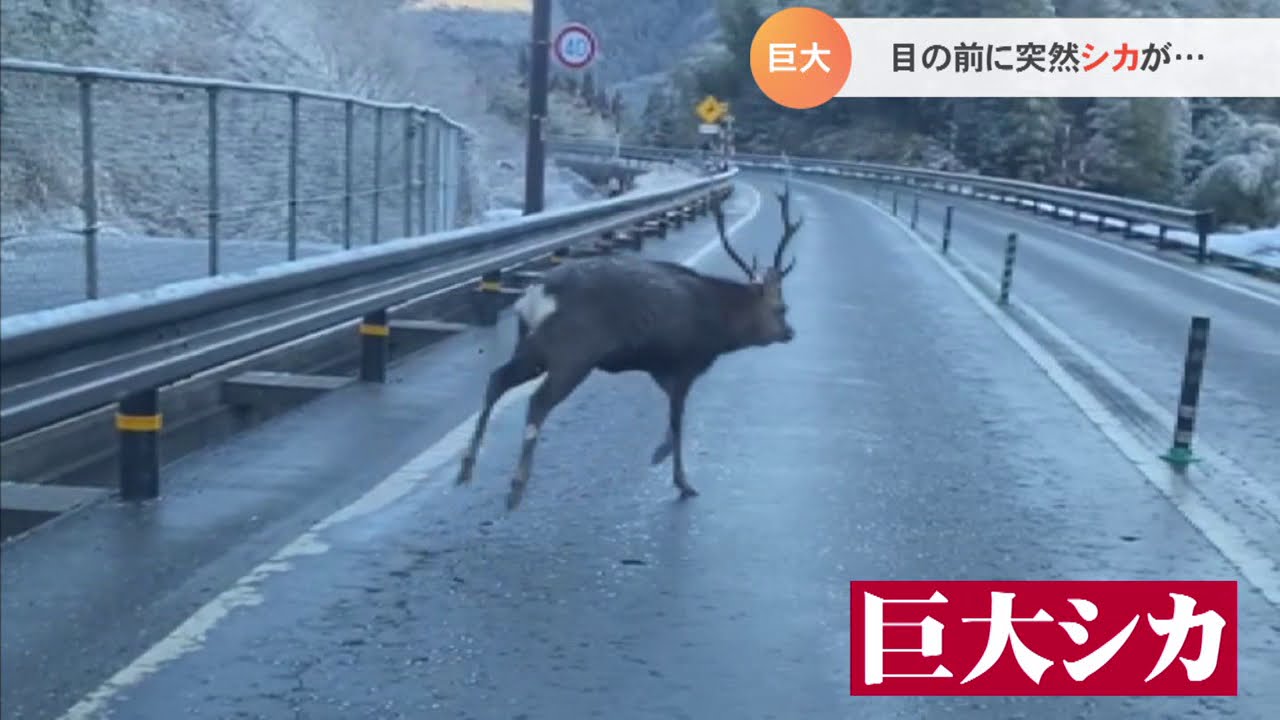 突然目の前に巨大なシカが 実は1年間に約70件もの衝突事故 Youtube 突然目の前に巨大なシカが 実は1年間に約70件もの衝突事故 Youtube