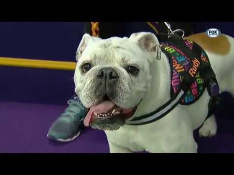 Who Said Bulldogs Can't Be Trained Featuring RUDY | 2019 WKC Masters Agility Course