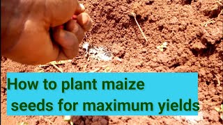 How to plant maize seeds for maximum yields 2020 screenshot 2