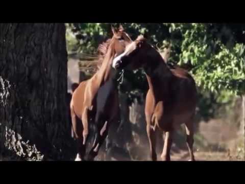 أبو بكر الصديق وفاؤه لنبيه وأمته الشيخ علي القرني