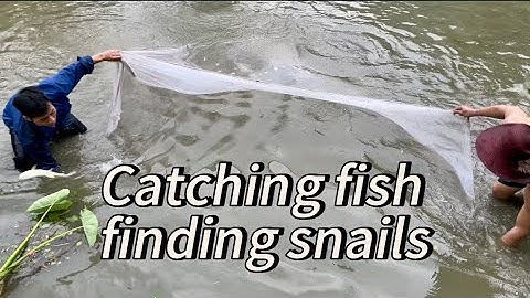 bắt cá, bắt ốc - Catching fish - finding snails