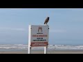 Coruja buraqueira Praia de Peruíbe