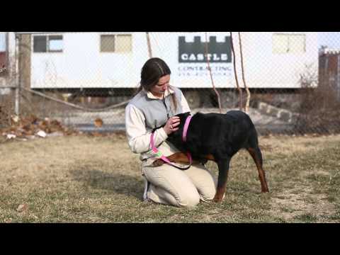 Video: Adopterbar hund av uken - Artimus