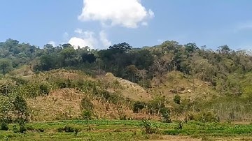 Kerusakan Hutan Meru Betiri Akibat Penebangan Liar