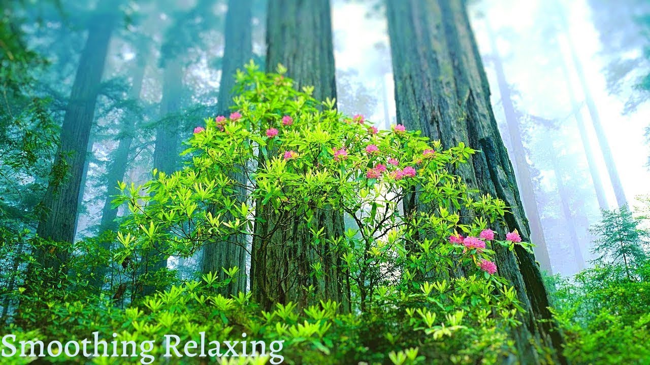 Beautiful Relaxing Music - Stress Relief, Calming Music, Sleep Music, Meditation, yoga  study music