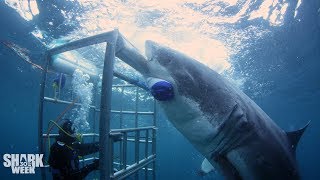 The Boldest Bites | Shark Week's Most Intense Encounters